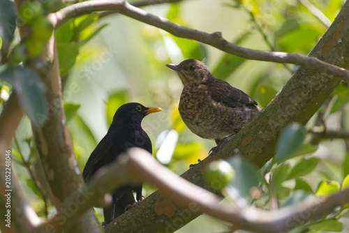 Quadro su tela Blackbird parent feeding young fledgling in tree