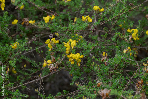 Close-up of Adenocarpus foliosus, a species on the family Fabaceae, endemic to the Canary Islands