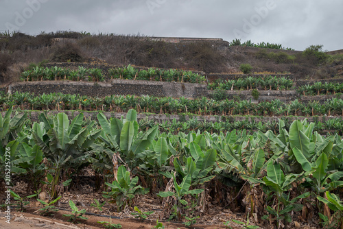 Banana plantation in Puerto de la Cruz, Tenerife, Spain