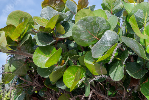 Close-up of sea grape, Coccoloba uvifera, with round, glossy leaves. Photo taken in Santa Cruz de Tenerife, Canary Islands, Spain