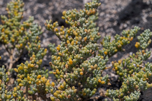Close-up of Tetraena fontanesii, a species of plant of the family Zygophyllaceae. It is found in Macaronesia and northwest Africa. Photo taken in Tenerife, Spain
