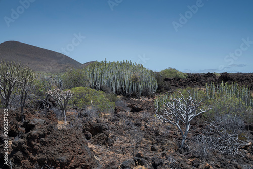 Volcanic Badlands of Guimar, with typical Canarian flora, featuring tabaibal-cardonal vegetation of cacti and shrubs under a bright blue sky