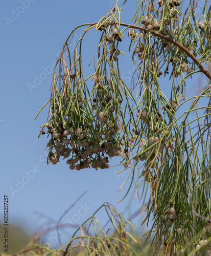 Close-up of a Plocama pendula plant in the Badlands of Guimar, Tenerife, Spain, with its hanging green stems and small white berries typical of the arid landscapes of Canary Islands