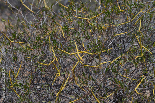 Close-up of Periploca angustifolia, in Malpais de Guimar, Tenerife, Spain. It is a species of flowering plant in the family Apocynaceae, native to the Canary Islands, the Savage Islands and Cape Verde