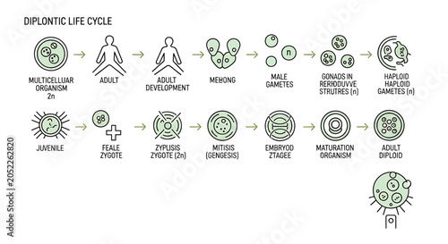 Foto Diplontic life cycle diagram showing biological development stages