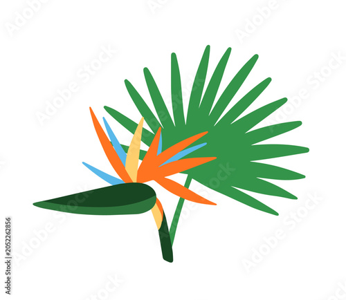 Strelitzia flower, fan palm leaf. Bird of paradise blossom and leaves. Tropic...