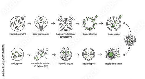 Tableau sur toile Biological life cycle diagram showing haploid and diploid stages