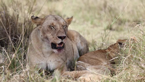 A lioness rests with her cubs as one cub nuzzles and licks her face - Masai Mara National Reserve, Kenya | African safari wildlife nature documentary 4K B-roll