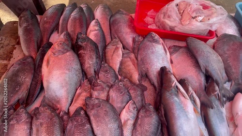 Assorted Fresh Fish Displayed at Seafood Market Stall