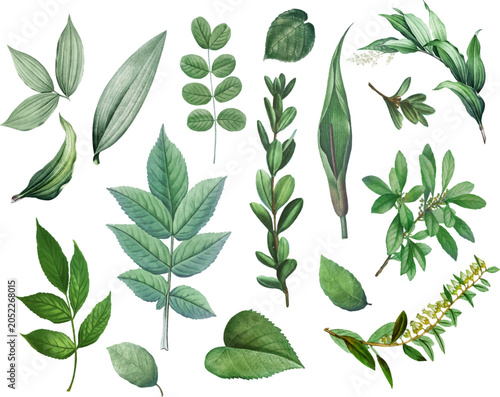 A collection of diverse green leaves and botanical elements, showcasing various plant shapes and textures, isolated on a white background.