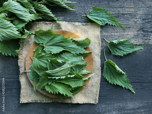 Fresh Stinging Nettle Leaves on Wooden Table
