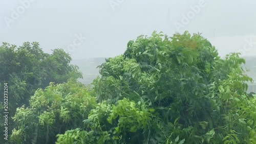 Tree branches swaying in strong storm winds.