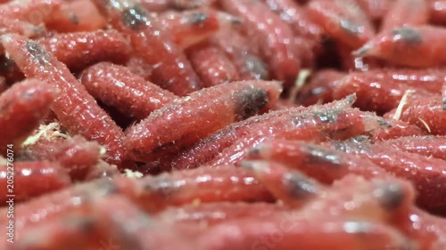 Red maggot worms crawl and move on a surface in a close-up view during daytime