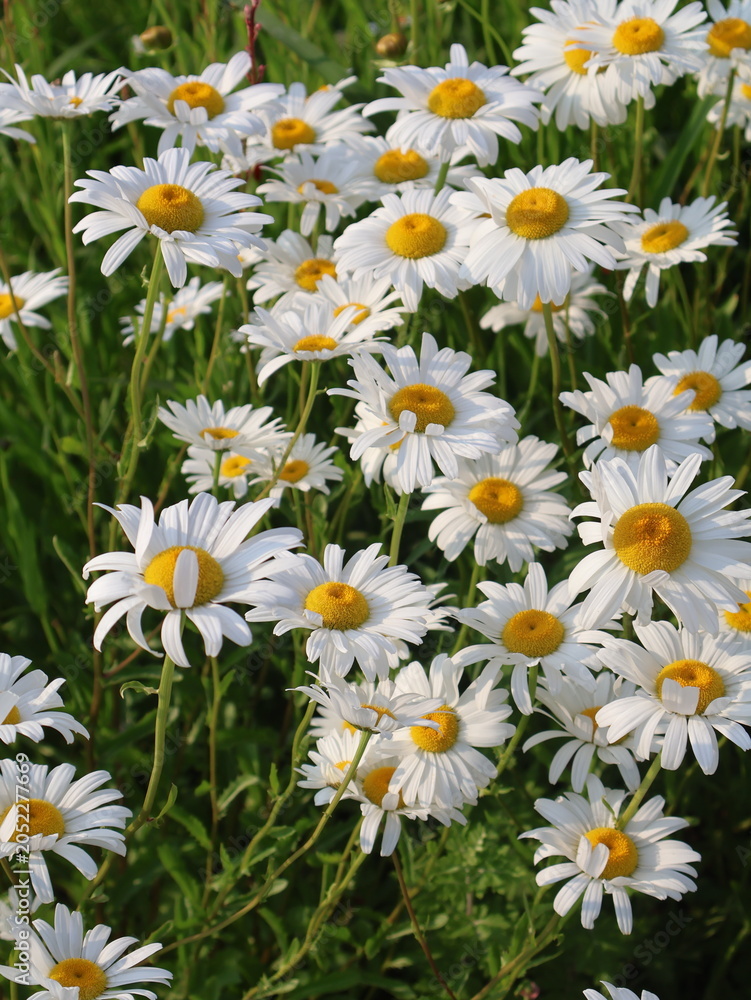 Obraz premium White Daisy Flowers Blooming in Spring Garden