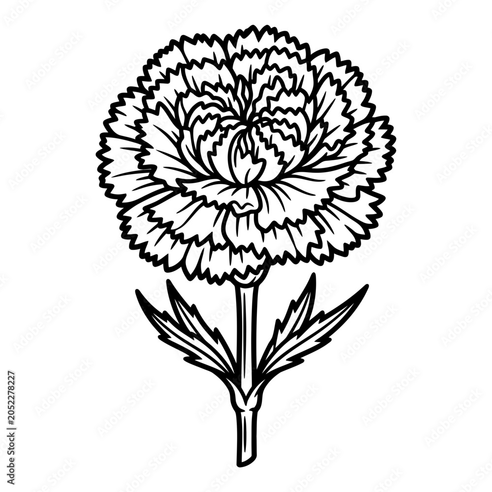Obraz premium Carnation flower outline drawing, simple botanical illustration, isolated on white background.
