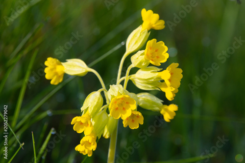 фотографія Close up of Cowslips on a sunny spring day, County Durham, England