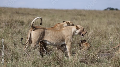 A lioness stands over her cubs in tall savannah grass as one suckles and the others move around her - Masai Mara National Reserve, Kenya | African safari wildlife nature documentary 4K B-roll