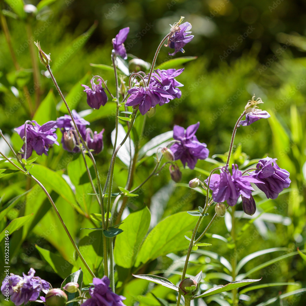 Fototapeta premium Aquilegia ( Latin- Aquilegia ) is a genus of herbaceous perennial plants of the Buttercup family ( Ranunculaceae ). Nature wallpaper
