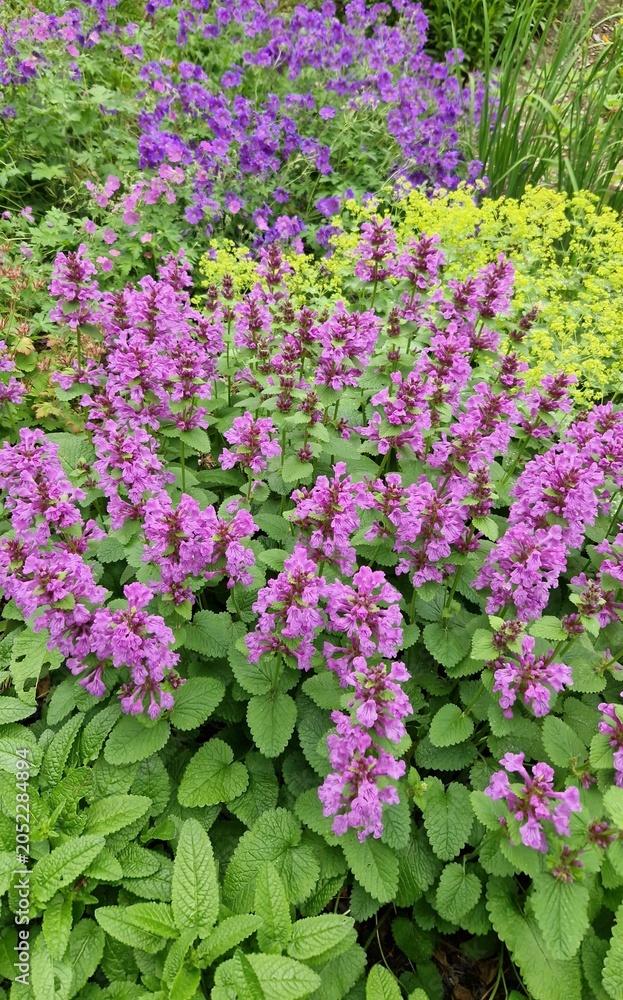 Obraz premium Colorful garden bed with flowering plants: pink *Stachys monnieri* 'Hummelo', blue cranesbill geranium, and yellow lady's mantle Alchemilla