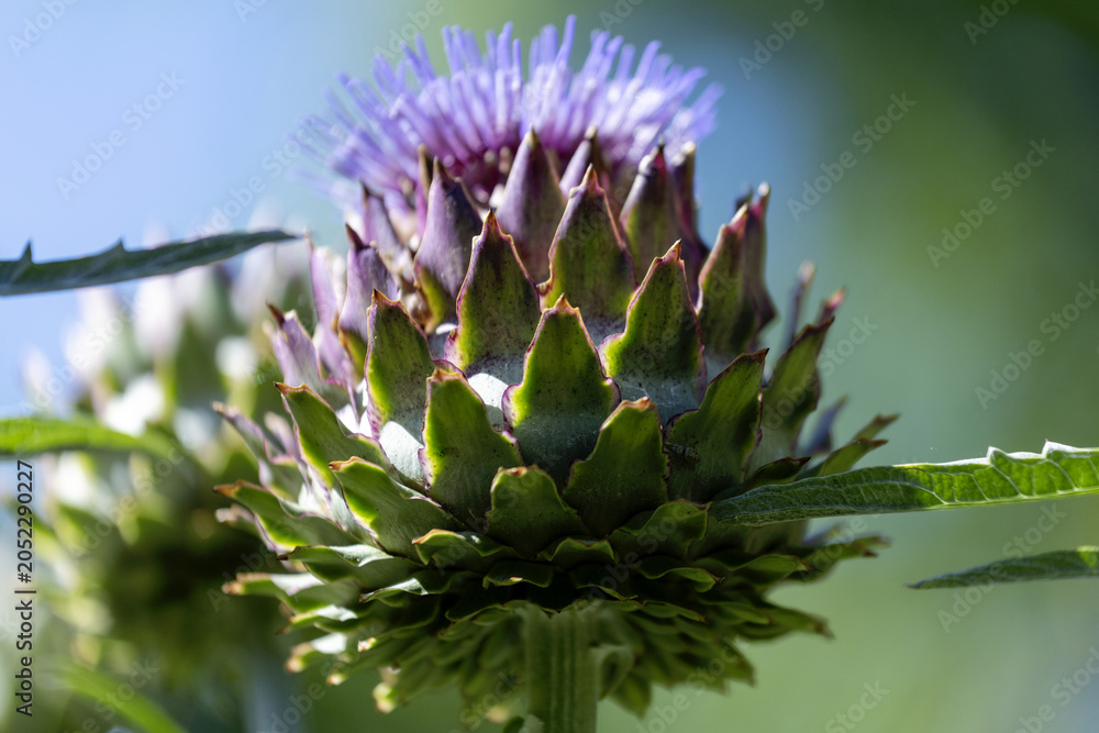 Fototapeta premium Fleurs d'artichaud
