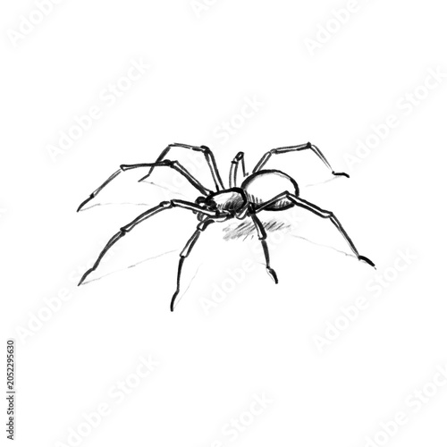 Billede på lærred Light Spider with shadow (on floor) Hand drawn illustration, black pencil, trans