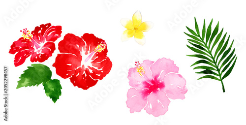 南国リゾートの花や植物の水彩イラスト、ハイビスカスとプルメリア