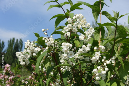 Tableau sur toile Numerous white flowers of double Deutzia crenata against blue sky in June