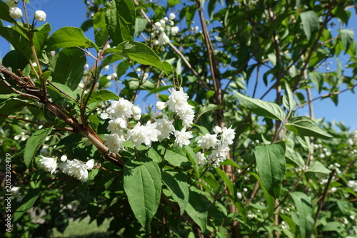 Quadro su tela Numerous white flowers of double Deutzia crenata against blue sky in June