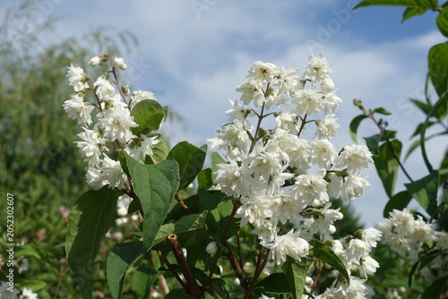 Schilderij op canvas Numerous white flowers of double Deutzia crenata against blue sky in June
