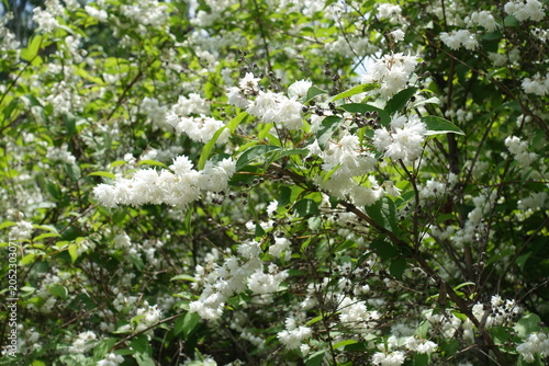 Canvastavla Profusion of white flowers of double Deutzia crenata in June