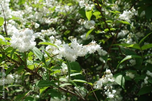 Φωτογραφία White flowers of double Deutzia crenata in June