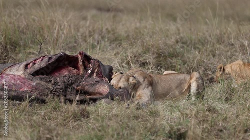 Lionesses feed together on a carcass in tall grass, pulling at the kill - Masai Mara National Reserve, Kenya | African safari wildlife nature documentary 4K B-roll