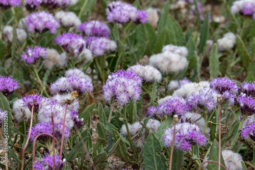 Beautiful fluffy purple flowers of Saussurea pseudoalpina (Saussurea ambigua) growing in alpine meadow, Altai Republic, Russia