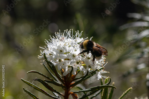 Rhododendron tomentosum (syn. Ledum palustre), commonly known as Marsh Labrador tea, northern Labrador tea or wild rosemary