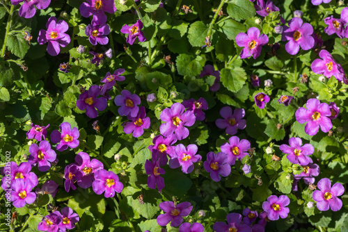 Blooming purple Bacopa (Sutera cordata) of the 'MegaCopa Plum' variety in the garden