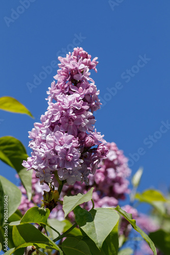 The double lilac of the ‘Utro Moskvy’ (Moscow Morning) variety in full bloom. 