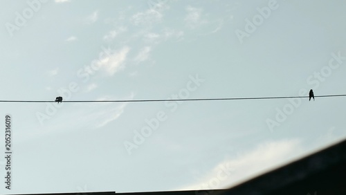 Foto A barn swallow bird perched on a single power line cable against a clear blue sky with copy space