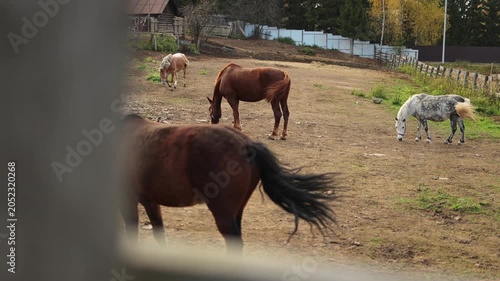 Stable. Horses in pastures. Several horses. Wooden fence. Sunset. Slow motion video. High quality 4k footage
