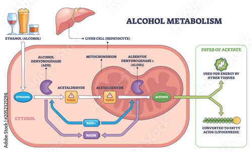 Quadro em tela Alcohol metabolism brief pathway shows ethanol converted to acetaldehyde and acetate in a liver cell, key objects, liver, enzymes ADH-ALDH2, mitochondrion