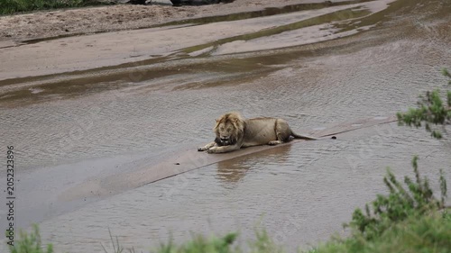 A male African lion with a full mane rests at the edge of a shallow river, crouching to the water - Masai Mara National Reserve, Kenya | African safari wildlife nature documentary 4K B-roll