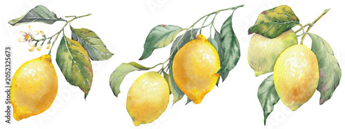 Hand-painted illustration of a lemon fruits with leaves, watercolor isolated clip art. Inspired by the timeless Mediterranean aesthetic of the Amalfi Coast.