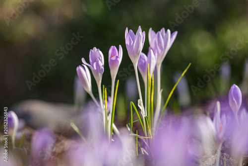 Foto Spring saffron , or spring crocus ( Latin- Crocus vernus ), is a species of perennial herbaceous plants of the genus Saffron of the Iridaceae family