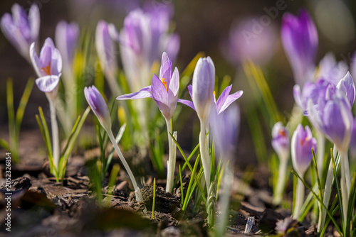 Foto Spring saffron , or spring crocus ( Latin- Crocus vernus ), is a species of perennial herbaceous plants of the genus Saffron of the Iridaceae family