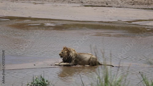 A male African lion with a full mane lies on a sandbar in a shallow river, resting at the water's edge - Masai Mara National Reserve, Kenya | African safari wildlife nature documentary 4K B-roll