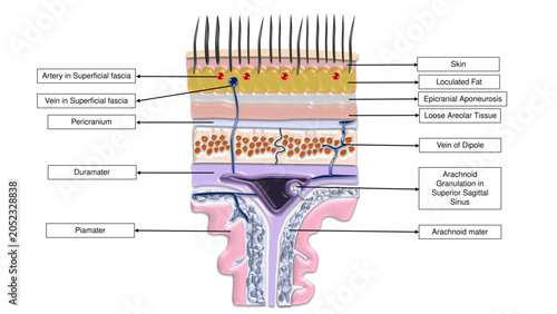 Photos Scalp Layers Cross Section Cranial Bone and Meninges Human Anatomy - Labelled Ve