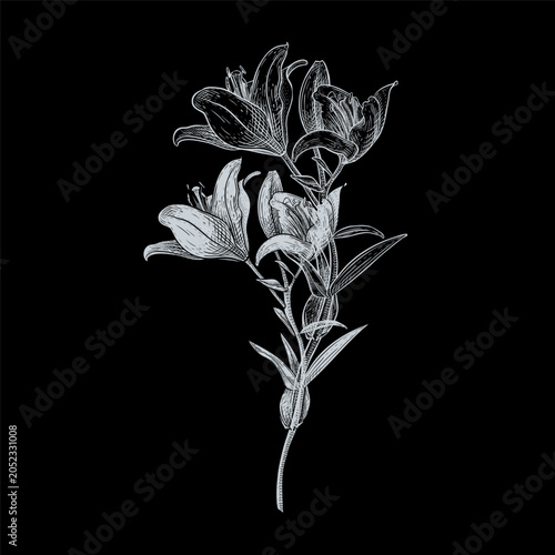 Foto Lily white flower outline vector drawing on black background