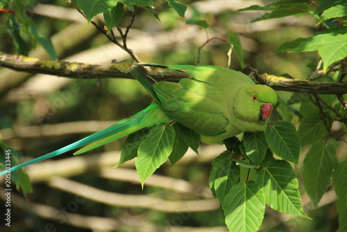 Fotografie Rose-ringed parakeet in London