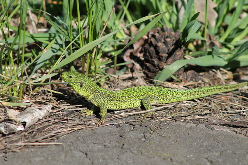 lizard on the grass