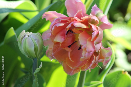 pink and white tulips