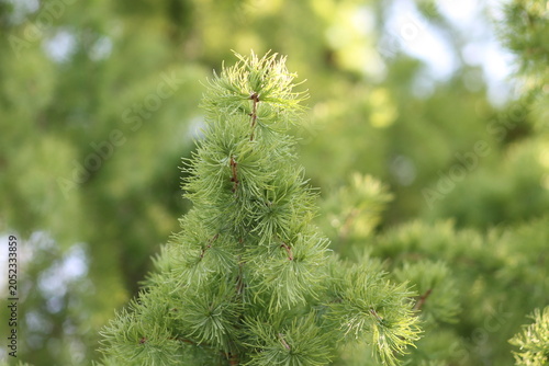 green pine needles